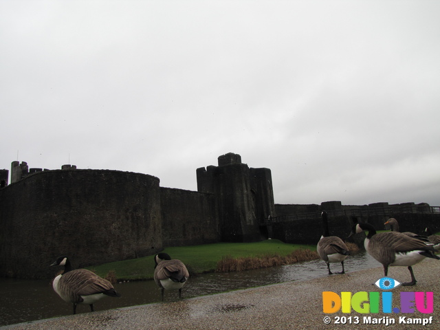 SX33153 Gees at Caerphilly Castle